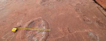 الصين : اكتشاف أكبر آثار أقدام للداينونيكوصورات في العالم 