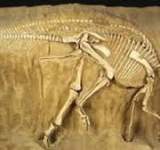اكتشاف حفريات لديناصور عمره 69 مليون عام في كندا