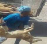 صنعاء: القضاء على 1867 كلب ضال في أسبوعين