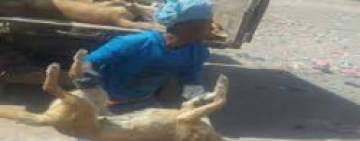 صنعاء: القضاء على 1867 كلب ضال في أسبوعين