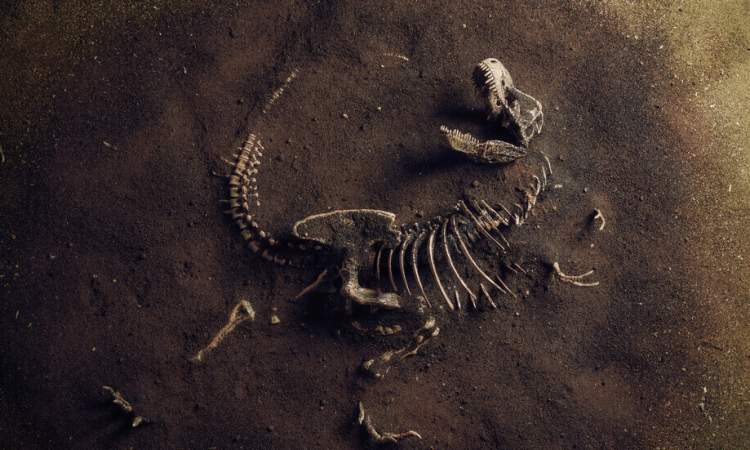   اكتشاف بقايا ديناصورعمرها 230 مليون عام