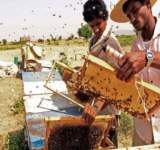 العسل اليمني قيمة علاجية وغذائية فائقة