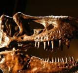 أروع 10 اكتشافات للديناصورات لعام 2020