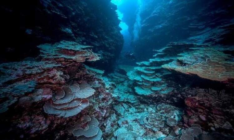 اكتشاف أنواع جديدة من الأسماك والشعاب المرجانية في المحيط الأطلسي