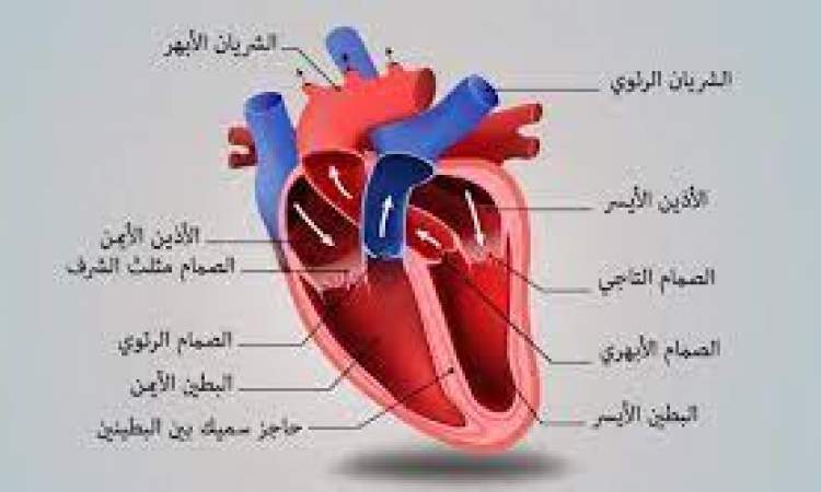 أعراض قصور القلب عند النساء