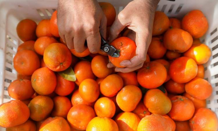 4 صينين يتناولون 30 كيلوغراما من البرتقال في 30 دقيقة