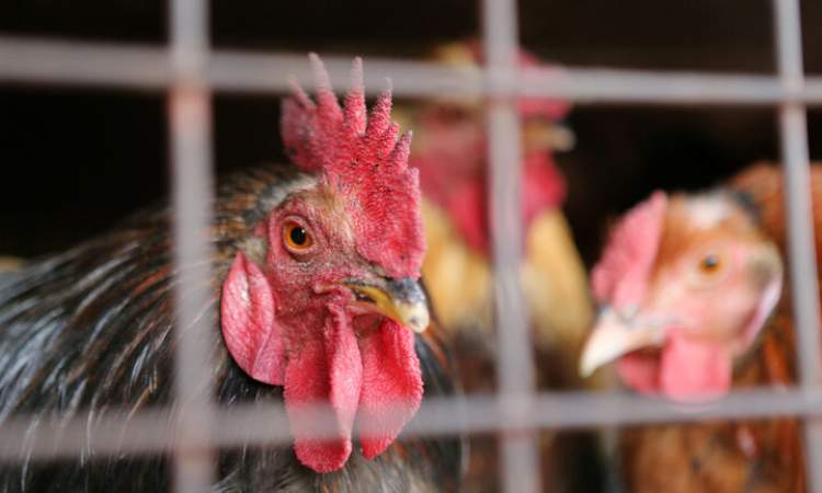 تسجيل أول حالة لإصابة البشر بإنفلونزا الطيور H5N8 بروسيا