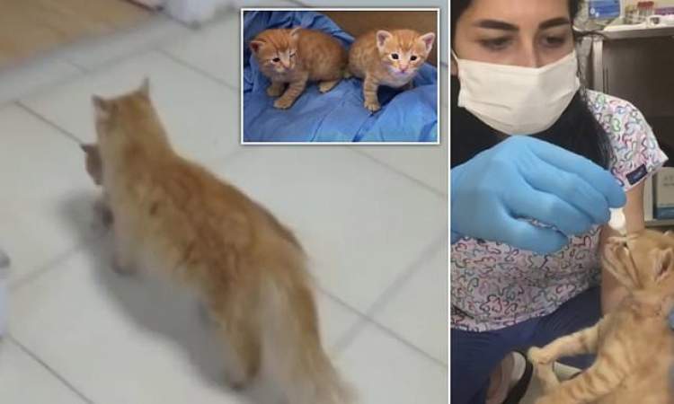 شاهد .. قطة تحمل مولودها المصاب إلى المستشفى