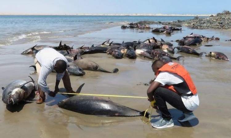 نفوق عشرات الدلافين على شواطئ غانا.. فيديو