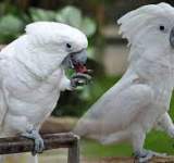  طيور الكوكاتو الأبيض تغزو مدينة أسترالية 