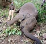 صاعقة برق تقتل 18 فيلا آسيويًافي ثوان