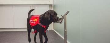 تدريب الكلاب البوليسية على اكتشاف مصابي كورونا 
