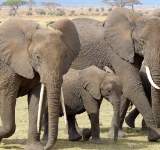 قطيع من الفيلة يتسبب باضرار بقيمة مليون دولار في الصين 