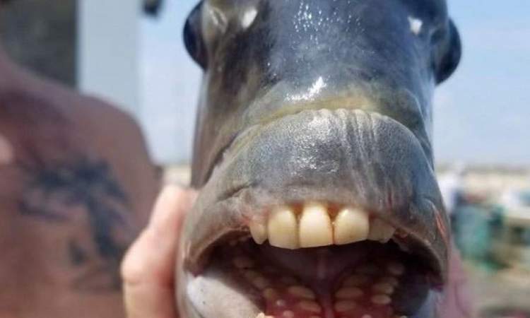 اصطياد سمكة غريبة لها اسنان تشبة اسنان البشر