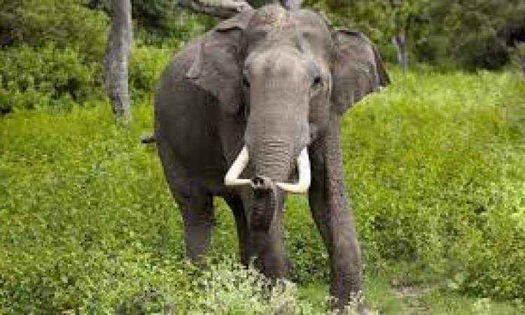 الفيلة في افريقيا مهددة بالانقراض