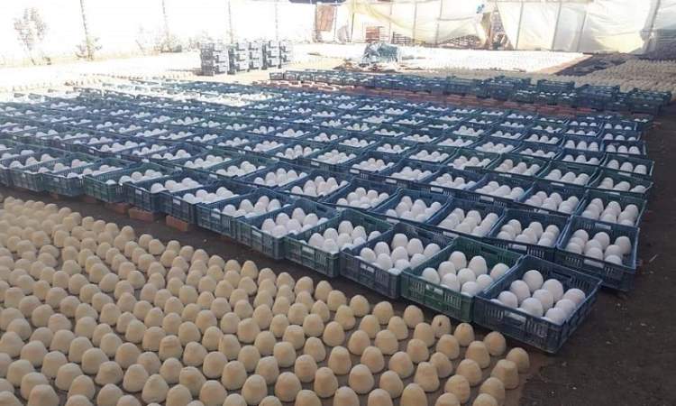 مصر.. ضبط مصنع ينتج الجبن من طلاء الحوائط ويصدره للخارج