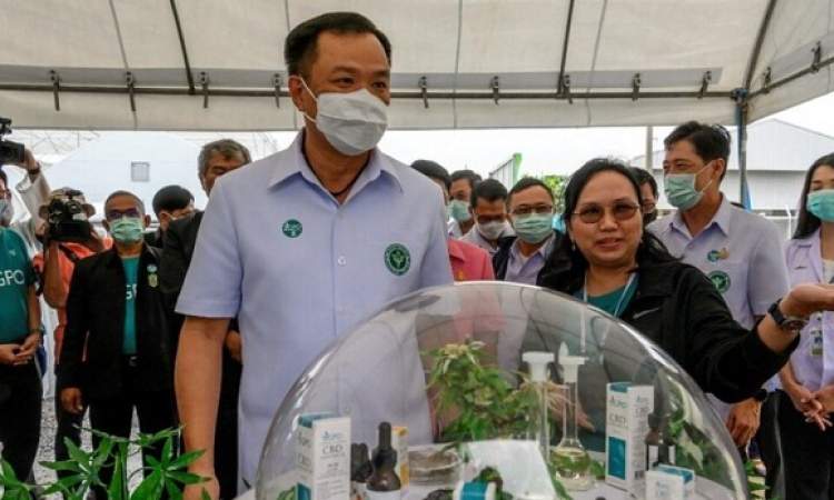 تايلاند توزع مليون نبتة قنب له تأثير مخدر مجانا على السكان