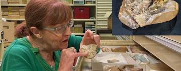  اكتشاف أقدم حفرية لقلب في العالم عمرها 380 مليون سنة
