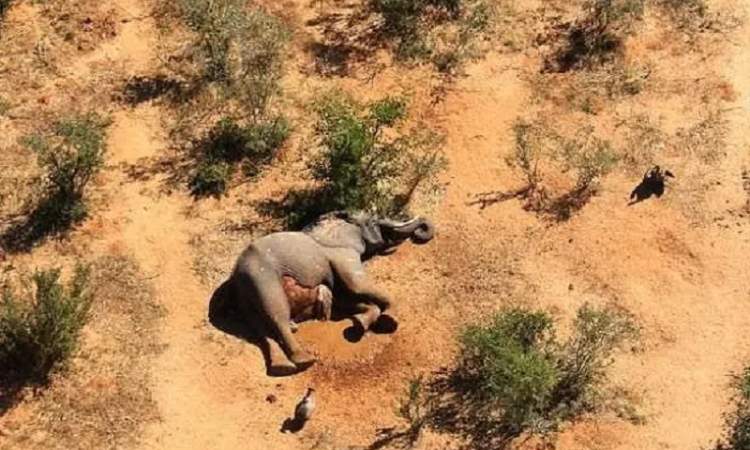 الجفاف في كينيا يقتل مئات الأفيال والحيوانات البرية المهددة بالانقراض