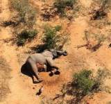 الجفاف في كينيا يقتل مئات الأفيال والحيوانات البرية المهددة بالانقراض