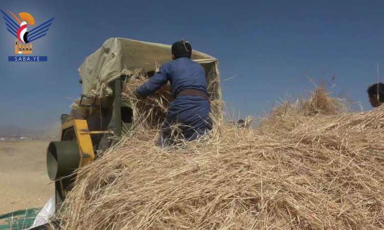 تدشين حصاد محصول القمح في مديرية بني الحارث بالأمانة