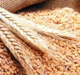 انخفاض أسعار القمح أدنى مستوى في ثلاثة أشهر