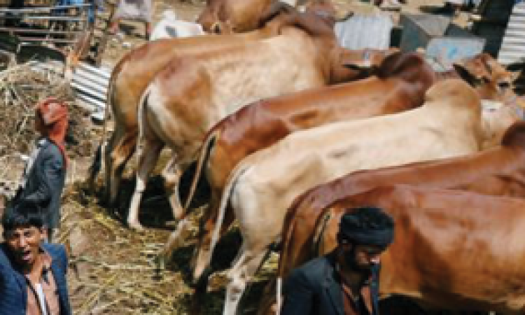 معالجة 580راس من الاغنام والابقار في البيضاء