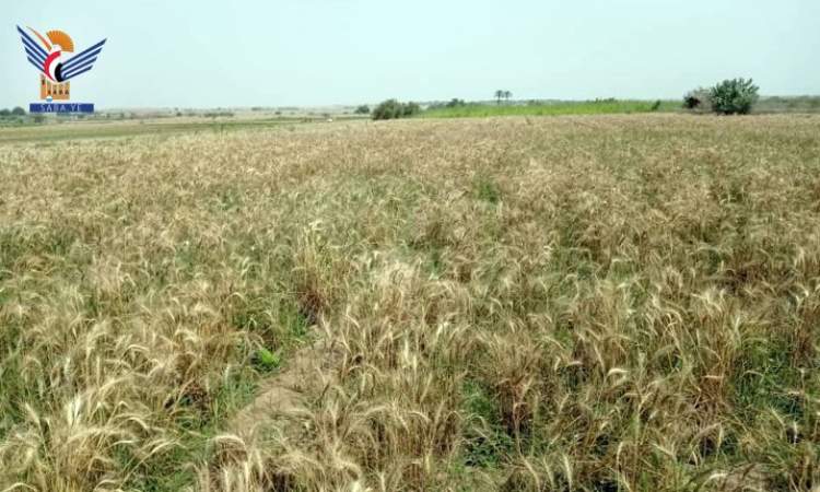 حصاد أول محصول لزراعة القمح في مديرية بيت الفقيه بالحديدة