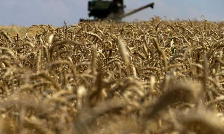 الطقس والتهديد الروسي يلهبان أسعار القمح