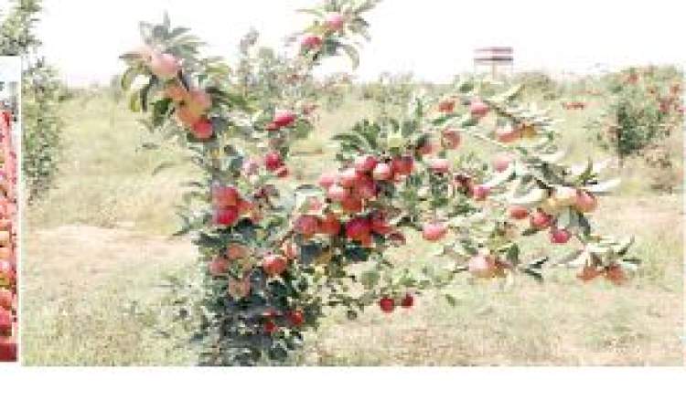 التفاح المستورد يغرق السوق المحلية  