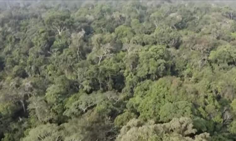 دول الأمازون تنشئ تحالفا للمحافظة على الغابات 