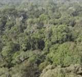 دول الأمازون تنشئ تحالفا للمحافظة على الغابات 