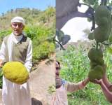 نجاح زراعة فاكهة الجاك فروت في اليمن