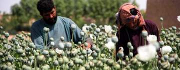 انخفاض زراعة الأفيون في أفغانستان من 6 الاف الى 333 طن 