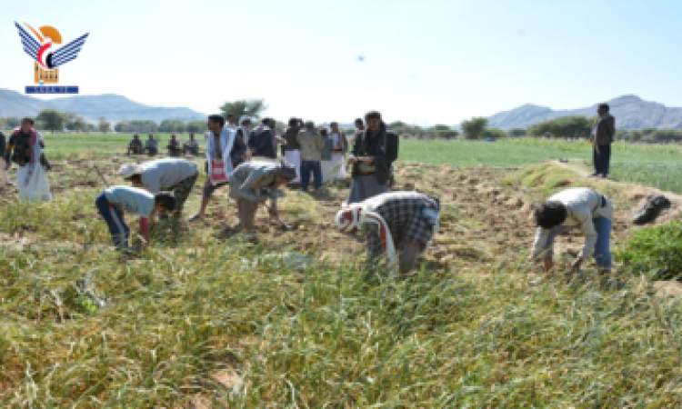 تدشين حصاد محصول الثوم بمديرية سنحان محافظة صنعاء