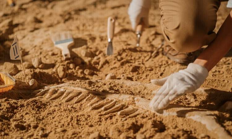 اكتشاف سر وضعية موت ديناصور غير معروف سابقا