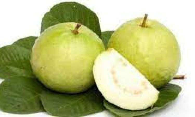 قوائد كبيرة لأوراق الجوافة