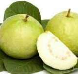 قوائد كبيرة لأوراق الجوافة