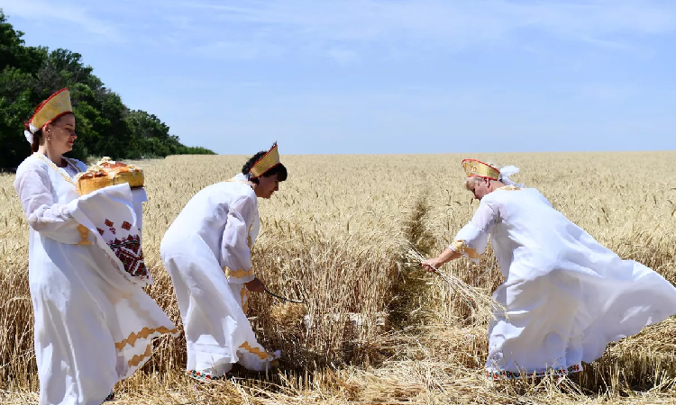 خبير اقتصادي: القمح الروسي يعزز استقرار الأمن الغذائي العالمي