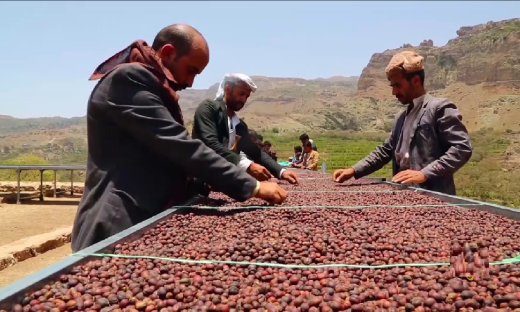 الهارب :استيراد البن الخارجي لا يتوافق وموجهات القيادة  