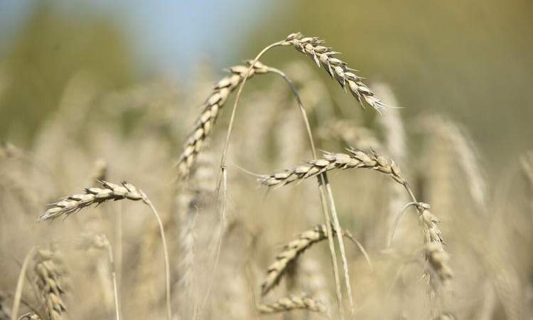 الجزائر تطرح مناقصة لشراء 50 ألف طن من القمح 