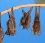 الخفافيش قد يحمل مفتاح علاج مرض السكري