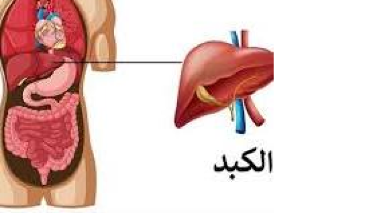 تعرف على ثلاث عادات تدمر الكبد