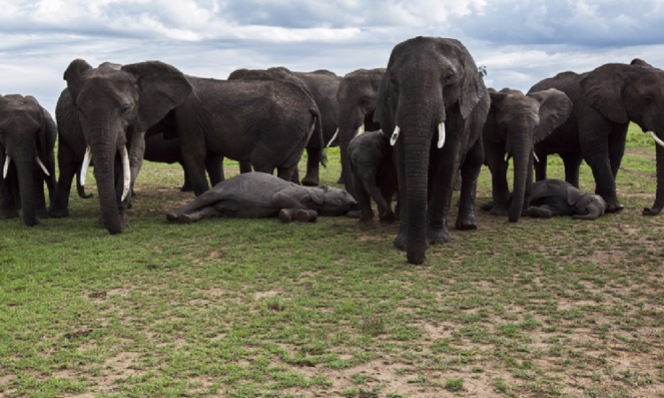 دراسة تكشف طقوس دفن الفيلة لصغارها