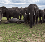 دراسة تكشف طقوس دفن الفيلة لصغارها