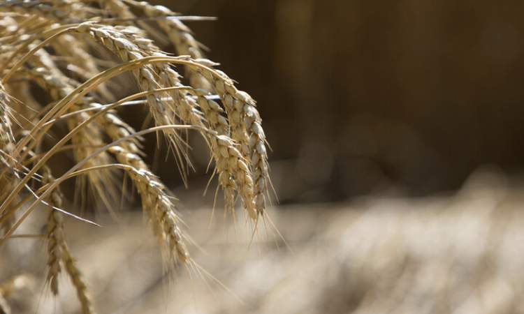 روسيا تستحوذ على ربع سوق القمح العالمية