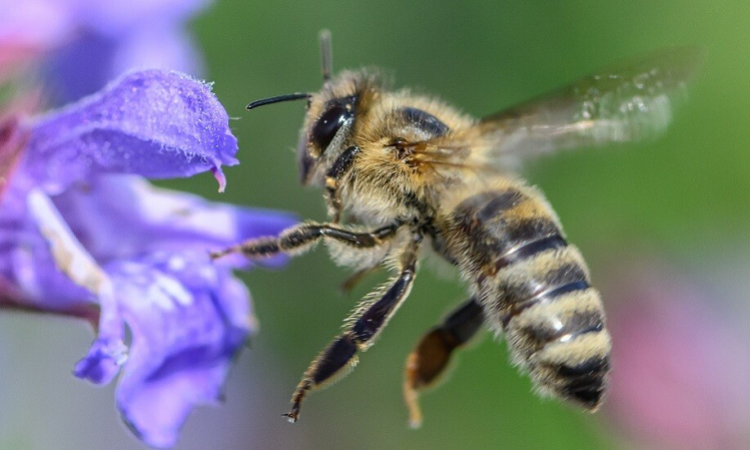 خبراء يحذرون من تناقص أعداد النحل عالميا