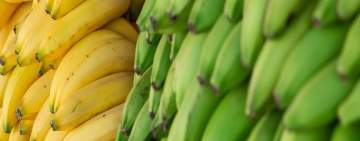 الفرق بين الموز الناضج والموز الأخضر