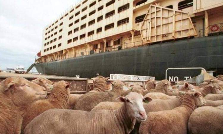    أستراليا تمتنع عن تصدير لحوم الماشية إلى كيان العدو