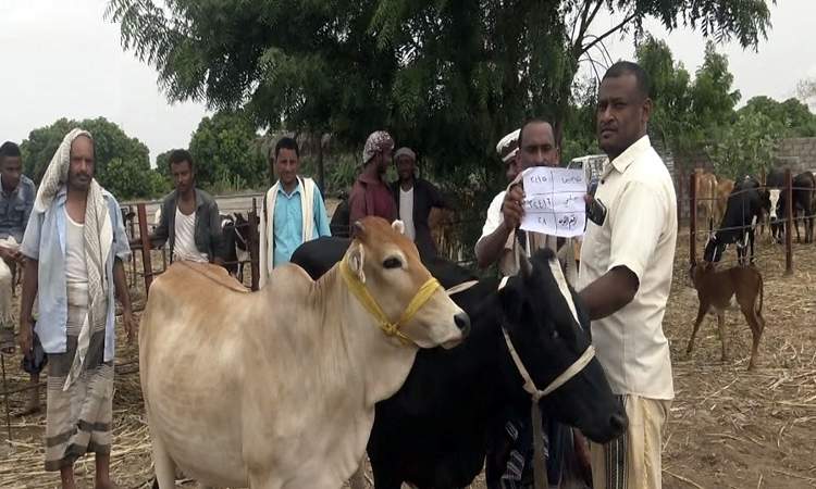 توزيع أبقار على 60 معاقا من منتجي الألبان بمديرية زبيد بالحديدة